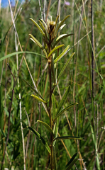 Lespedeza leptostachya