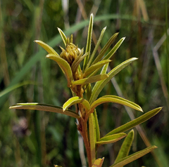 Lespedeza leptostachya