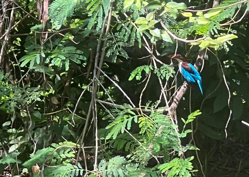 Chocolate-backed Kingfisher