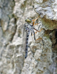 Neoitamus flavofemoratus