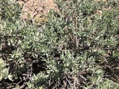 Artemisia rothrockii