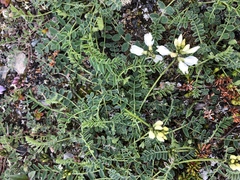 Astragalus australis