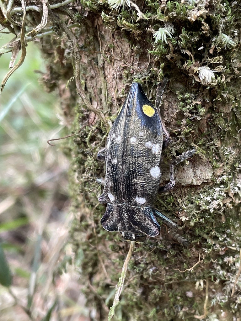 Polybothris goryi
