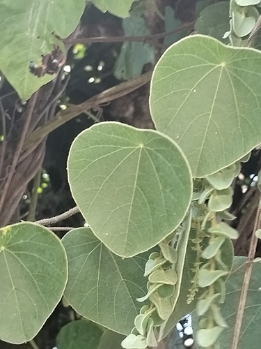 Image of Cissampelos pareira by no rights reserved