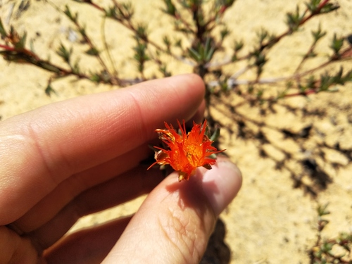 Lampranthus glaucoides, photograph 3