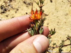 Lampranthus glaucoides, photograph (c) De Waal Hugo, some rights reserved (CC BY)