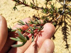 Lampranthus glaucoides, photograph (c) De Waal Hugo, some rights reserved (CC BY)