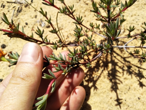 Lampranthus glaucoides, photograph 6