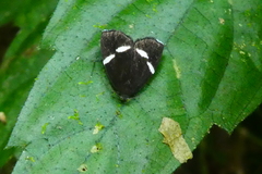 Alampla arcifraga