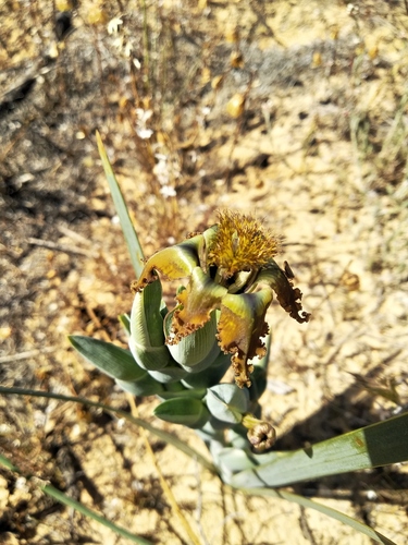 Ferraria divaricata