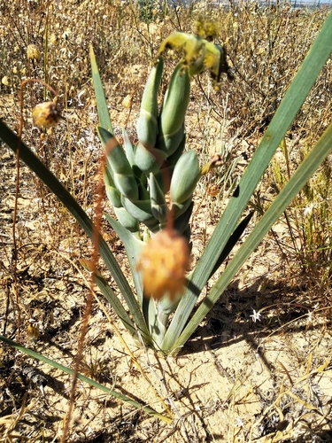 Ferraria divaricata