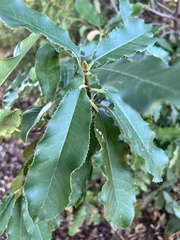 Photinia serratifolia
