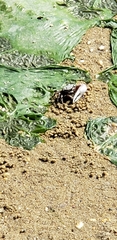 Leptuca pugilator