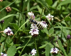 Bembix americana spinolae