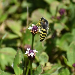Bembix americana spinolae