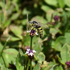 Bembix americana spinolae
