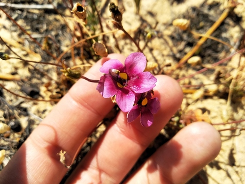 Cape Twinspur (Diascia capensis)