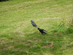 Corvus monedula