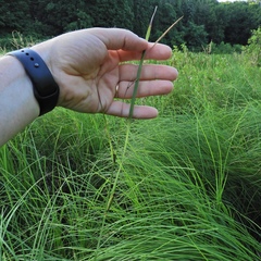 Carex emoryi
