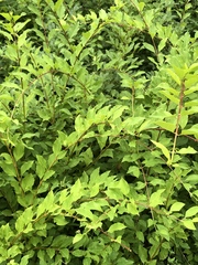 Forsythia × intermedia