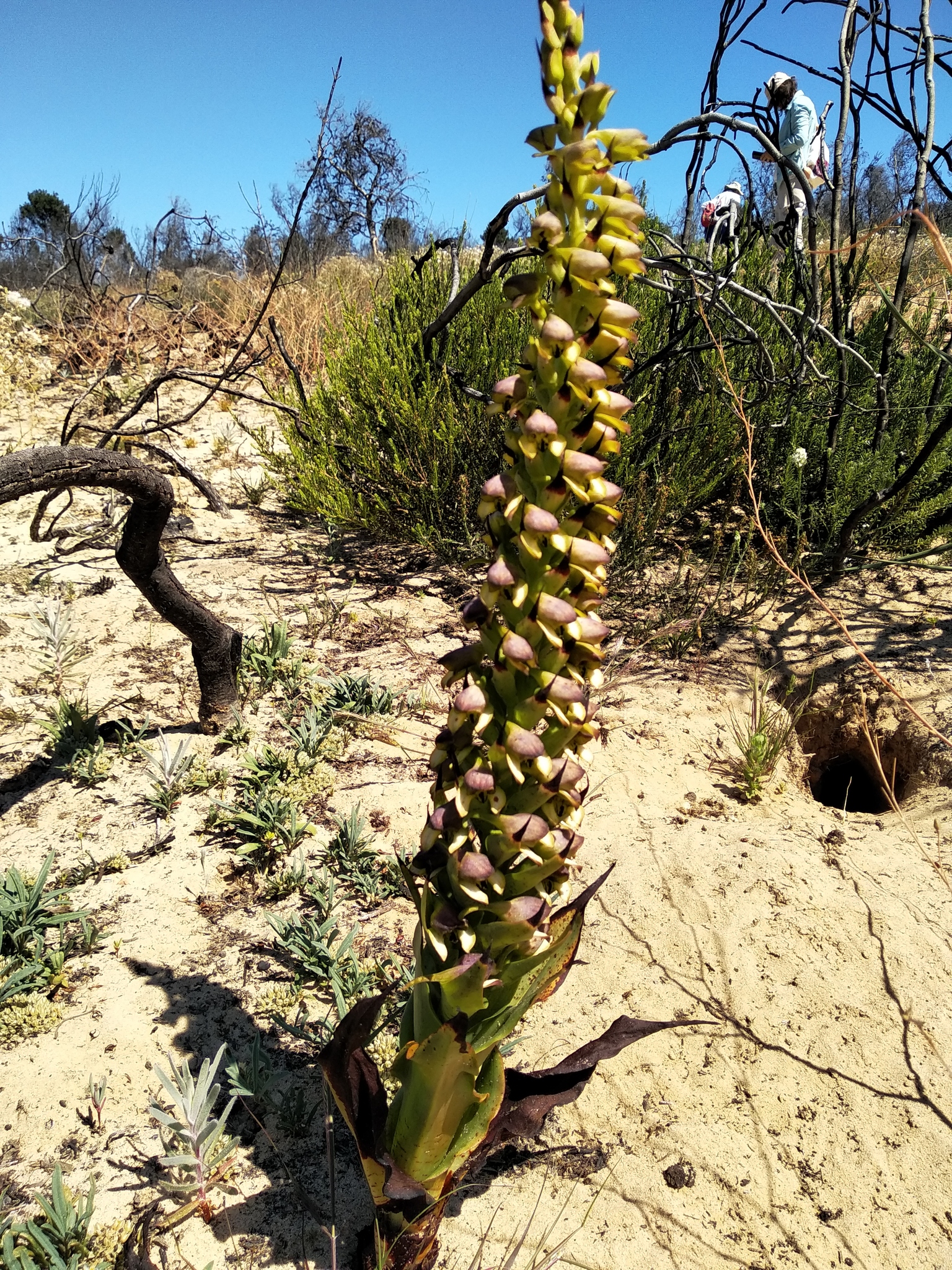Disa aemula