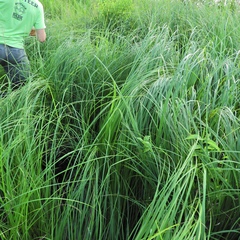Carex emoryi