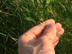 Eleocharis rostellata
