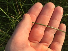 Eleocharis rostellata