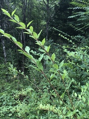 Forsythia × intermedia