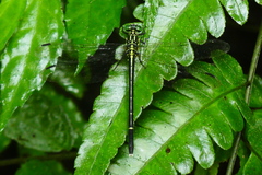 Leptogomphus sauteri formosanus