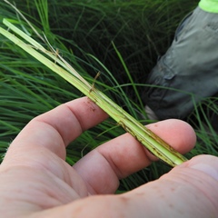 Carex emoryi