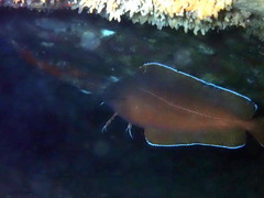 Lotella rhacina