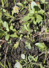 Micranthes aprica
