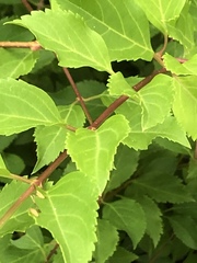 Forsythia × intermedia