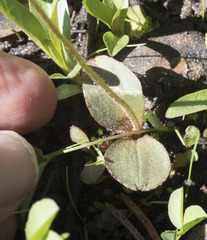 Micranthes aprica