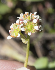 Micranthes aprica