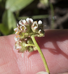 Micranthes aprica