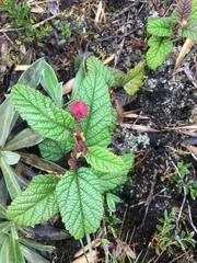 Rubus acanthophyllos