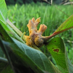 Puccinia minutissima