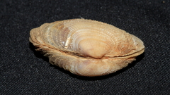 Irus crenatus