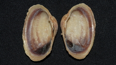 Irus crenatus
