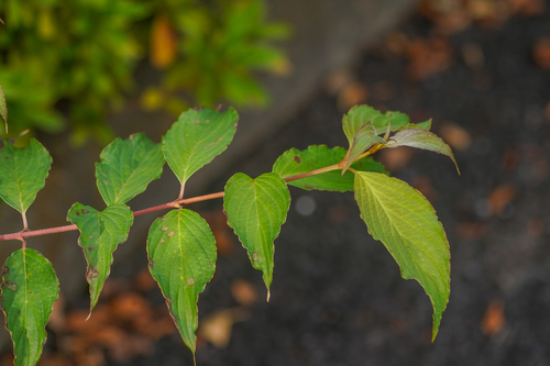 Image of Cornus macrophylla by (c) WATANABE Hitoshi 渡辺仁, some rights reserved (CC BY)