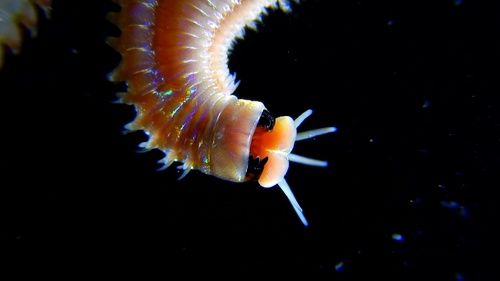Marphysa sanguinea observed 2021-02-27