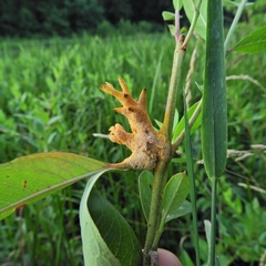 Puccinia minutissima