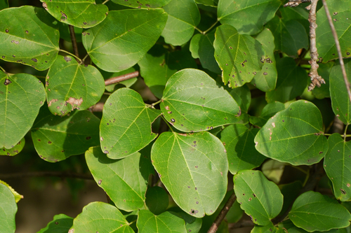 Image of Three-Leaf Akebia (Akebia trifoliata) by (c) WATANABE Hitoshi 渡辺仁, some rights reserved (CC BY)