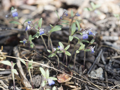 Collinsia torreyi wrightii