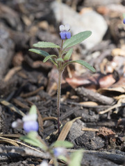 Collinsia torreyi wrightii