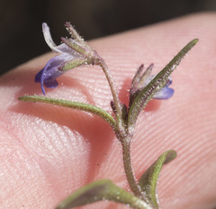 Collinsia torreyi wrightii