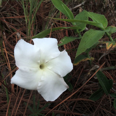 Mandevilla hypoleuca