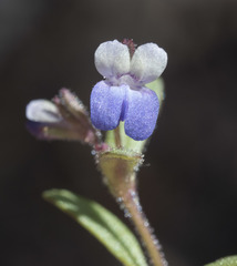 Collinsia torreyi wrightii